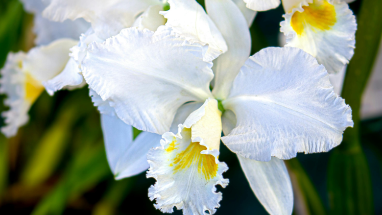 Transformando Suas Orquídeas: Guia Prático Para Uma Cattleya Cheia De Flores