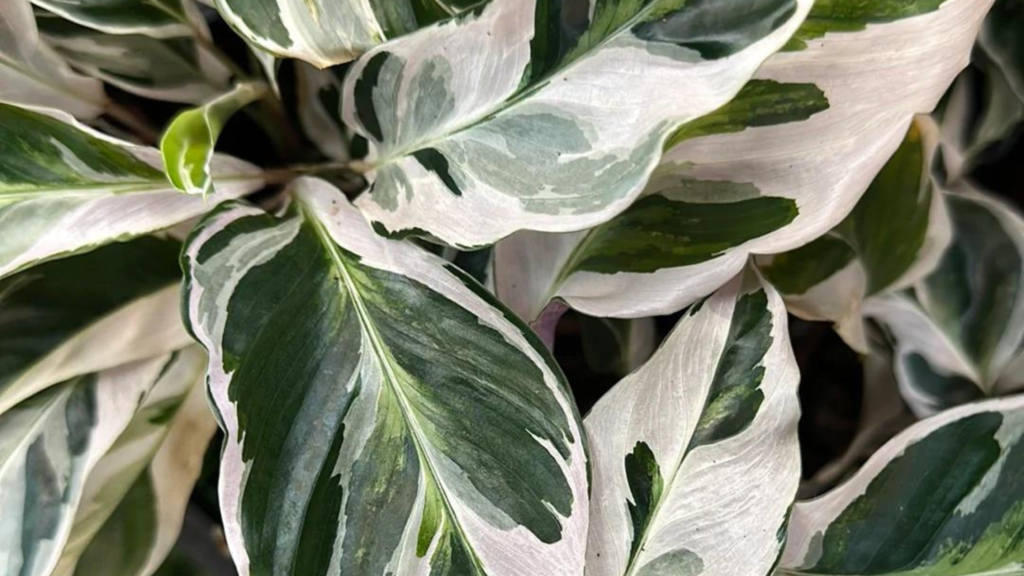 Calathea White Fusion