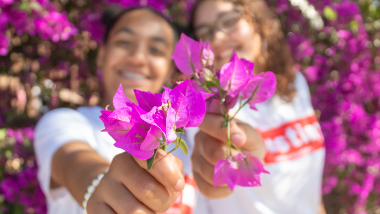 Bougainvillea Primavera