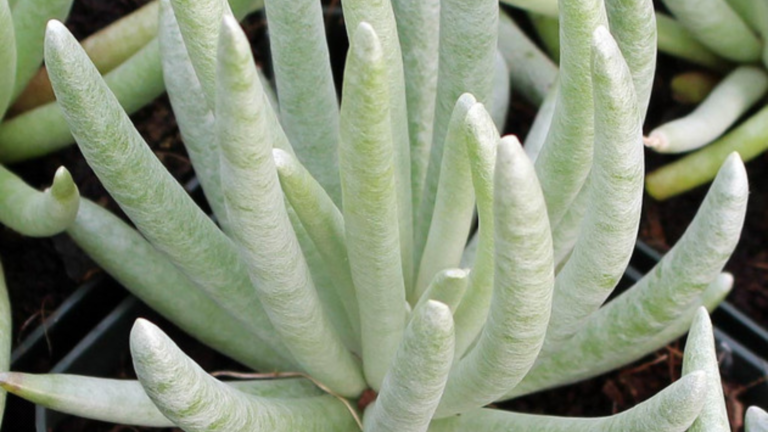 Senecio Scaposus