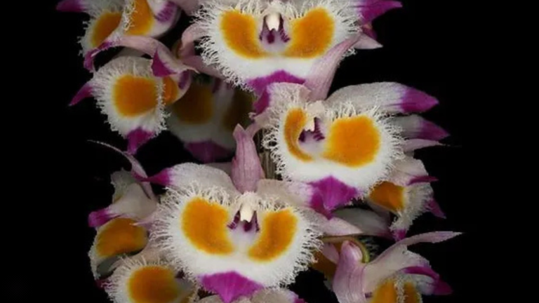 Dendrobium devonianum