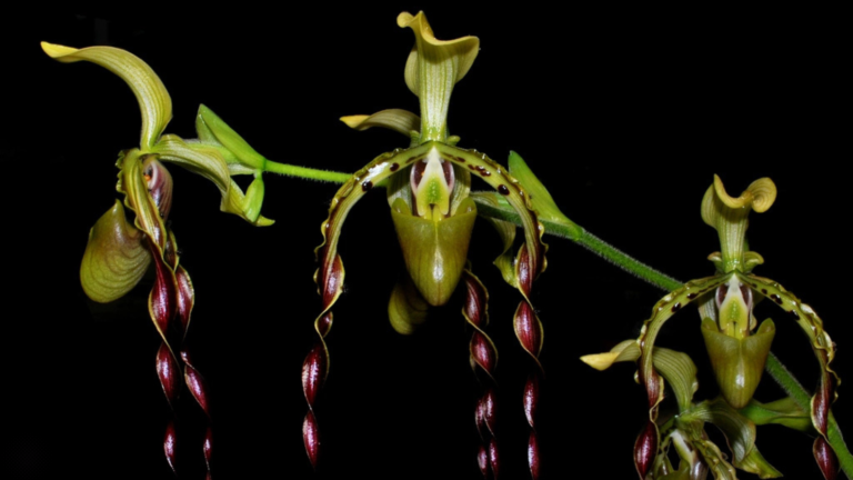 Paphiopedilum Parishii