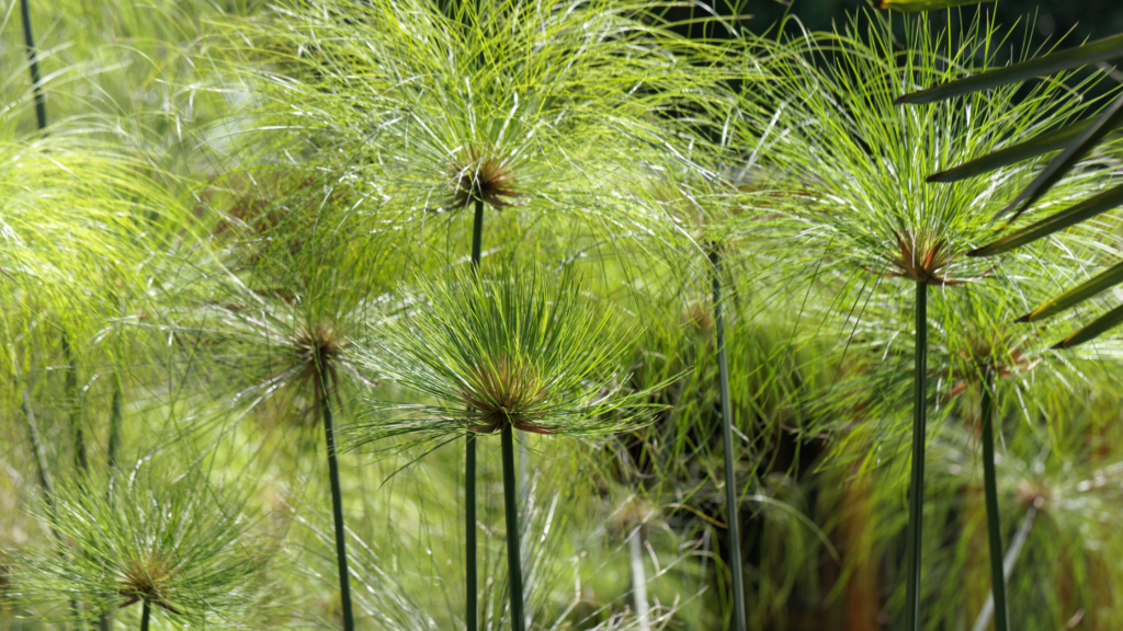 Papyrus (Cyperus papyrus)