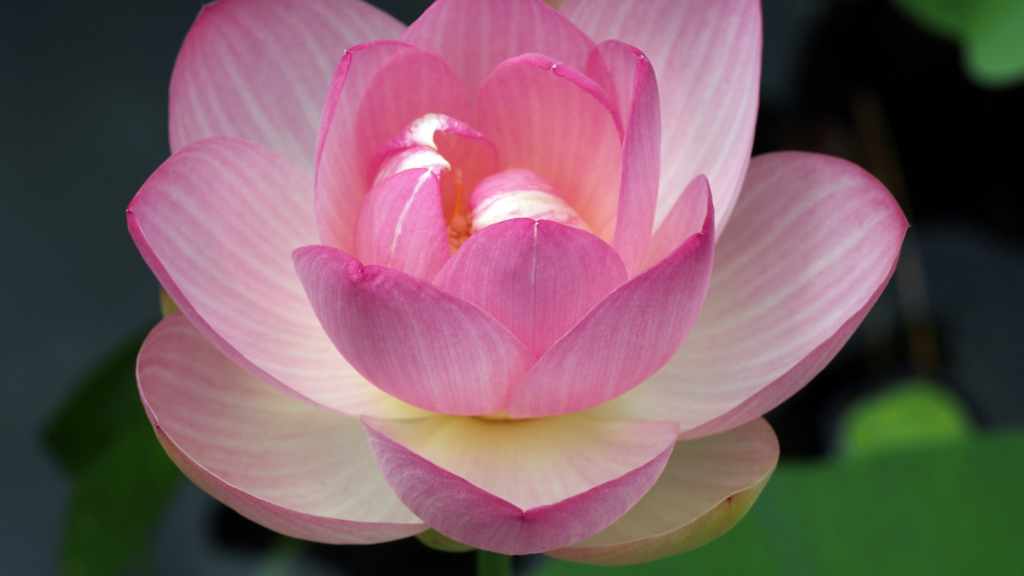 Lótus (Nelumbo nucifera)