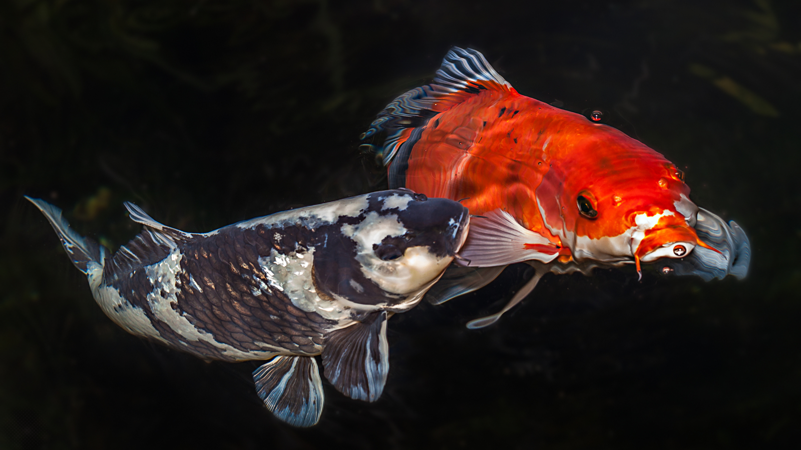 Peixes Para Lagos: Escolha, Cuidados e Dicas para um Ambiente Aquático Encantador