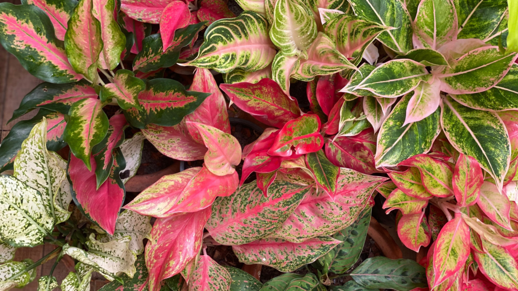 Aglaonema vermelha