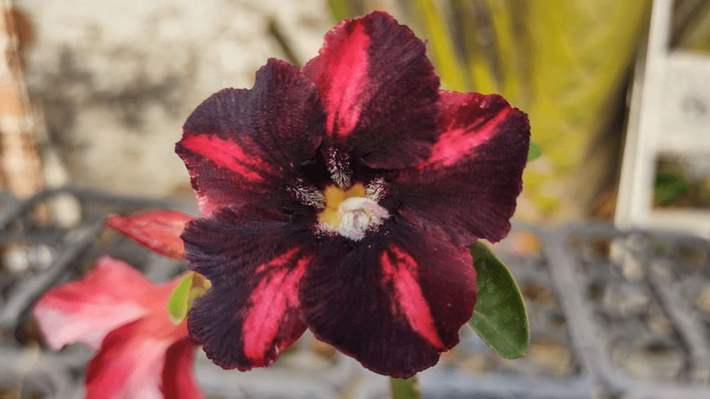 Rosa do Deserto Viúva Negra