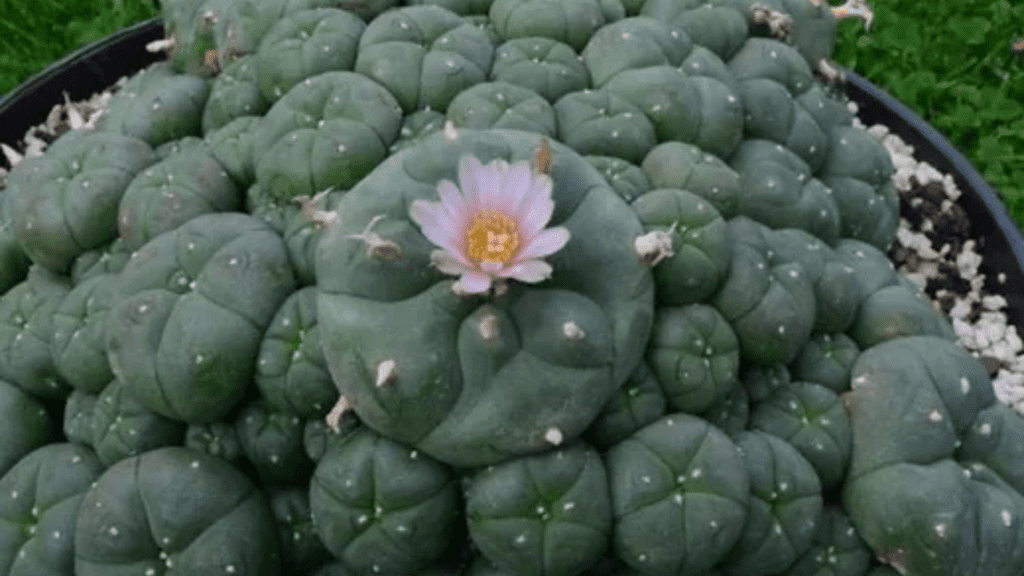 Lophophora williamsii