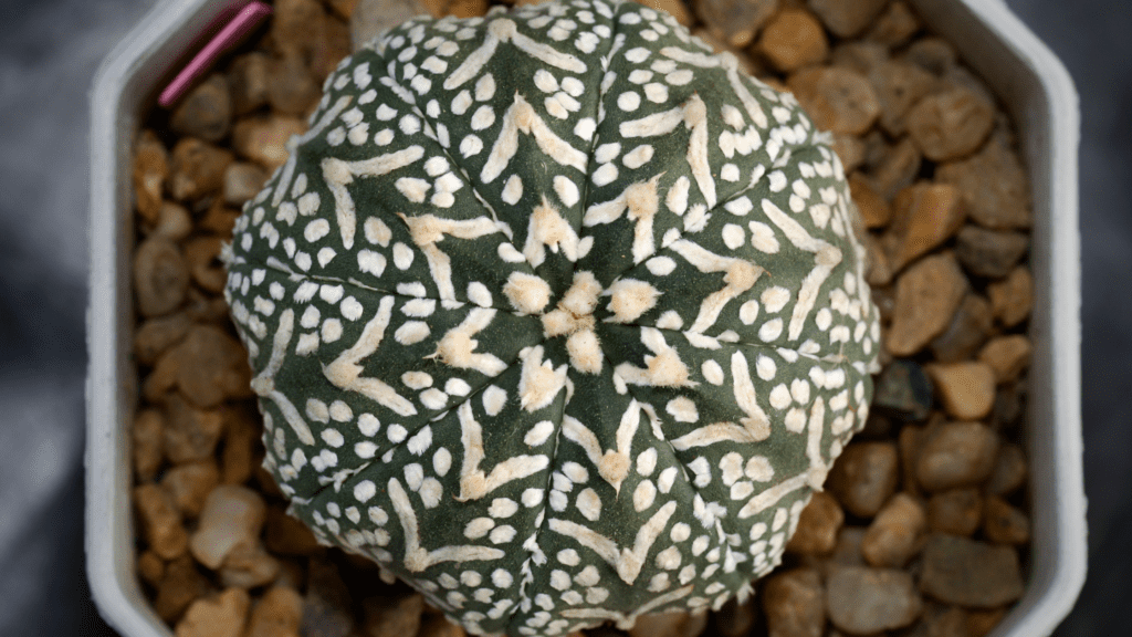 Astrophytum asterias