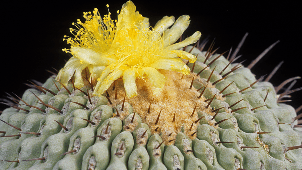 Copiapoa cinerea