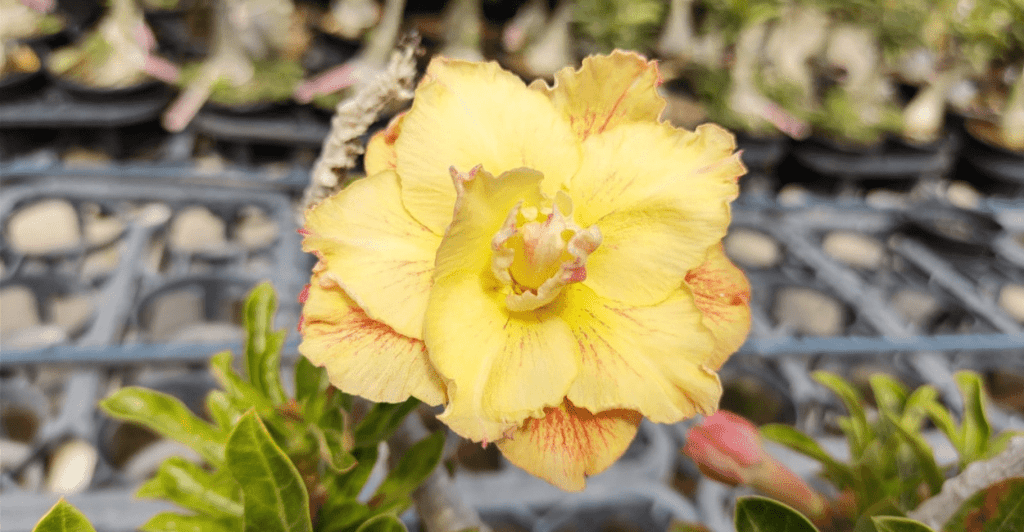  Rosa Do Deserto Amarela 