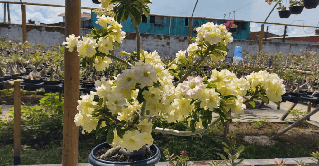 Rosa Do Deserto Amarela