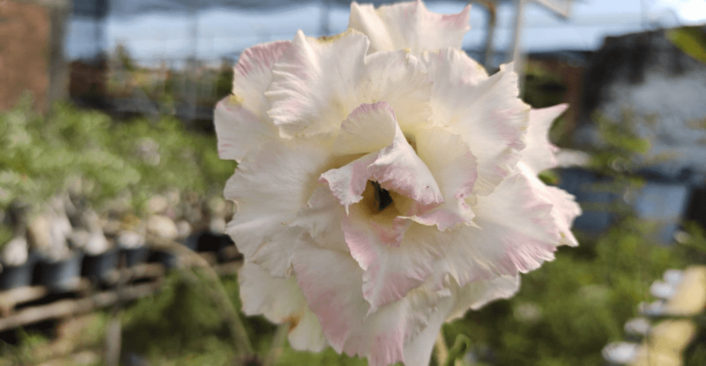 Rosa Do Deserto Branca