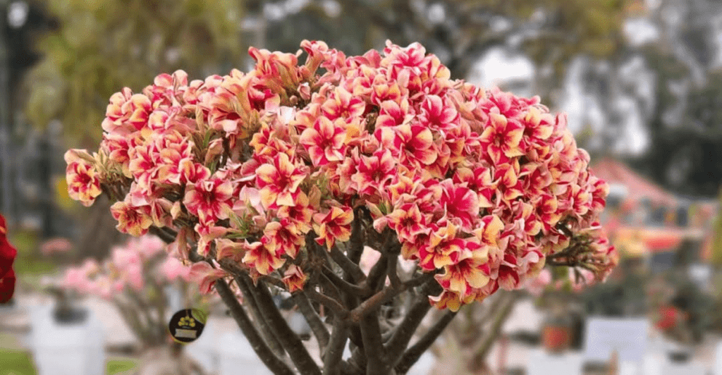 Rosa Do Deserto Floração