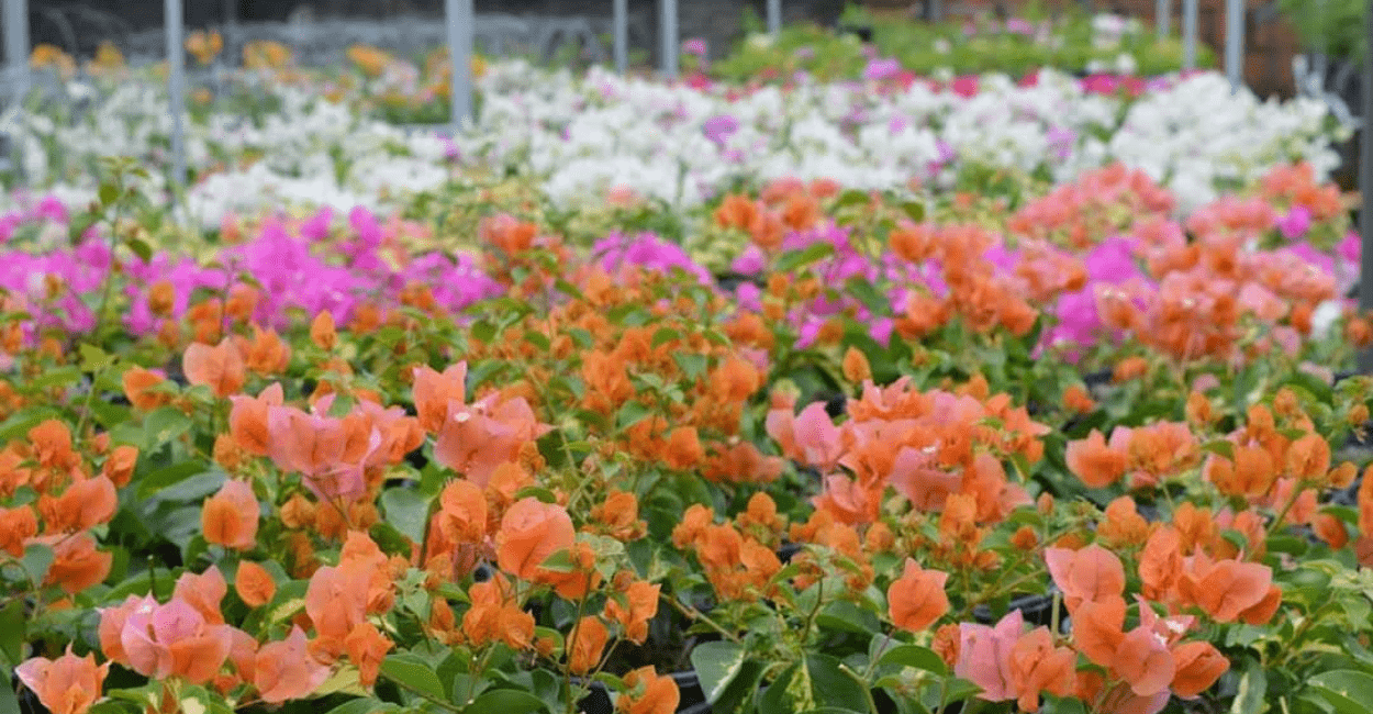 Segredo da Floração Perfeita da Bougainvillea! Descubra