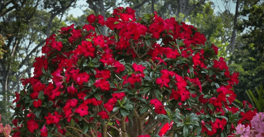 Rosa Do Deserto Swazicum 