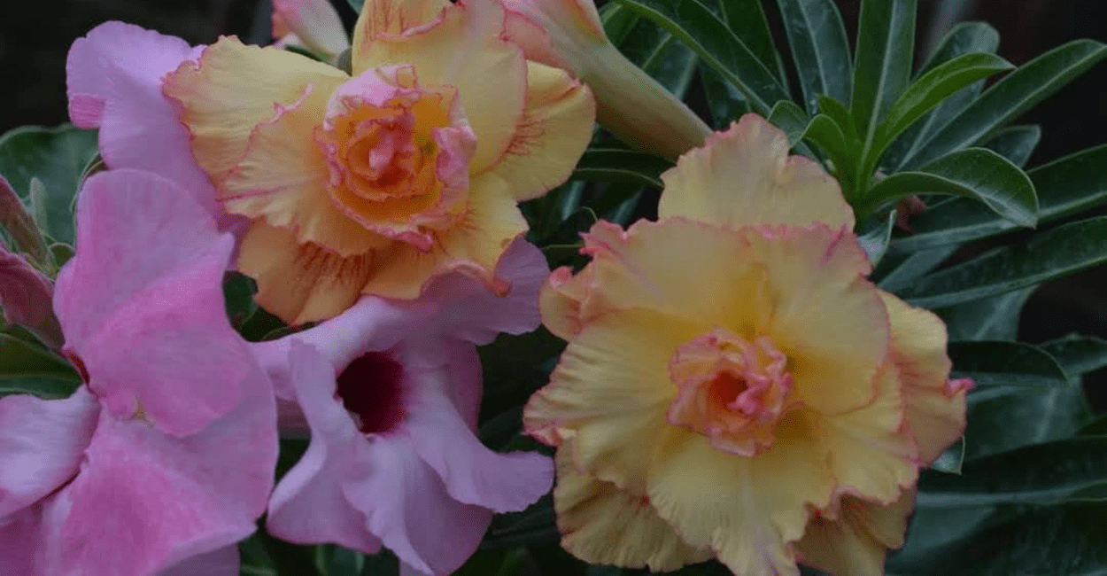 Quer Flores Incríveis? Veja Como Nutrir Sua Rosa do Deserto